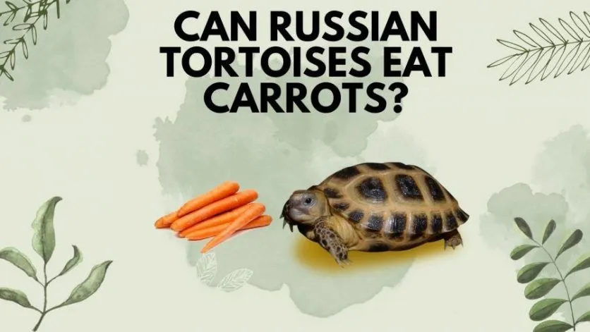 Can Russian Tortoises Eat Carrots