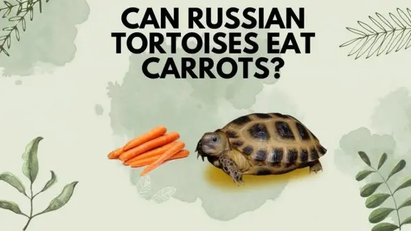 Can Russian Tortoises Eat Carrots