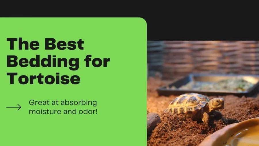 Best Bedding for Tortoise