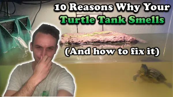how do i keep my turtle tank from smelling​