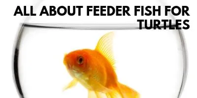 Feeder Fish for Turtles - What You Need to Know link picture