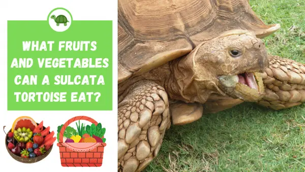 what fruits and vegetables can you feed a sulcata tortoise