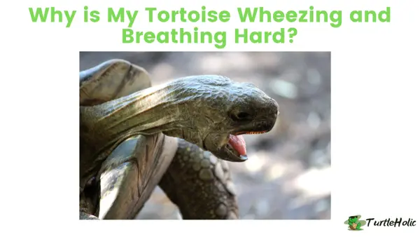 why is my tortoise wheezing