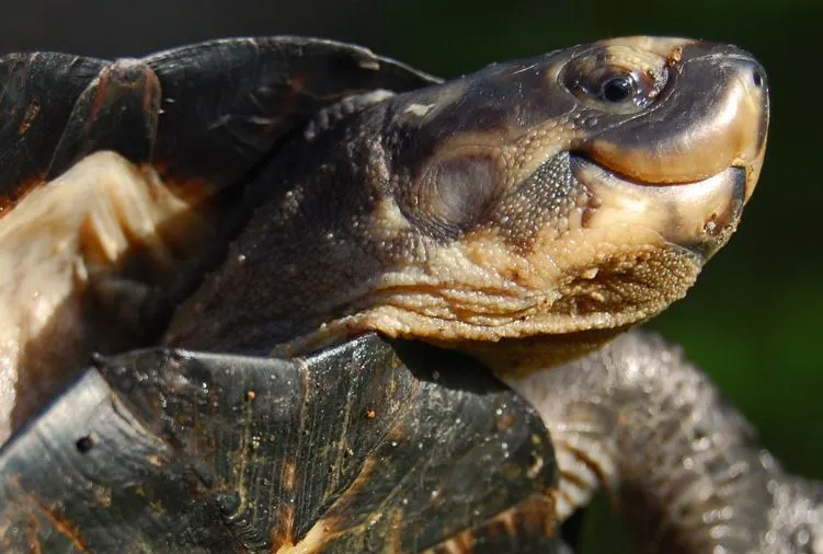 Do Turtles Get Attached To Their Owners