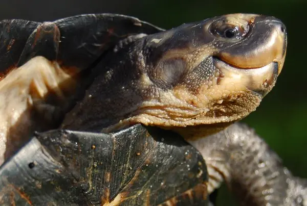 Do Turtles Get Attached To Their Owners