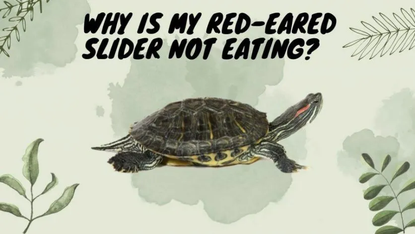 Why Is My Red-Eared Slider Not Eating?
