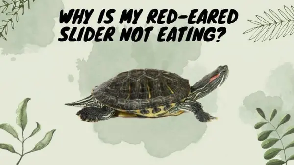 Why Is My Red-Eared Slider Not Eating?
