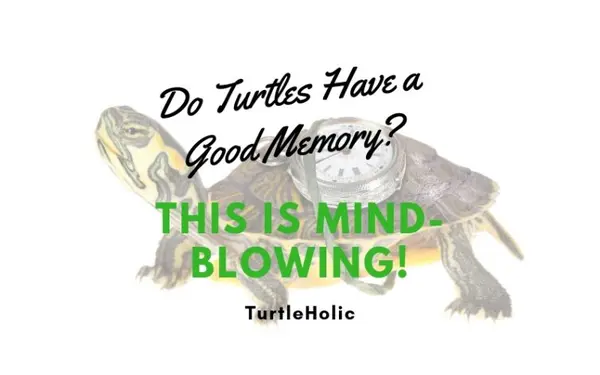Do Turtles Have Good Memory Mind Blowing Main
