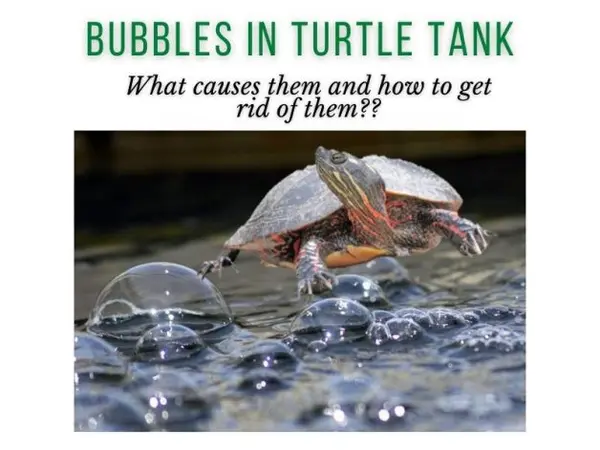 Bubbles in Turtle Tank