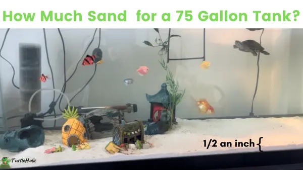 how much sand 75 gallon tank