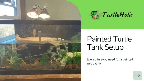 painted turtle tank setup