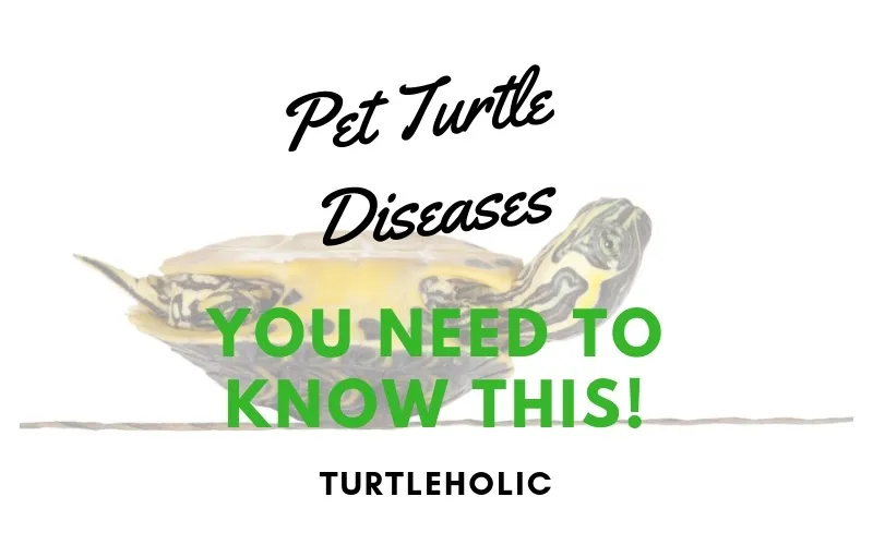 Pet Turtle Diseases - You Need to Know This main picture