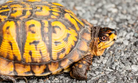 40 gallon tank box turtle