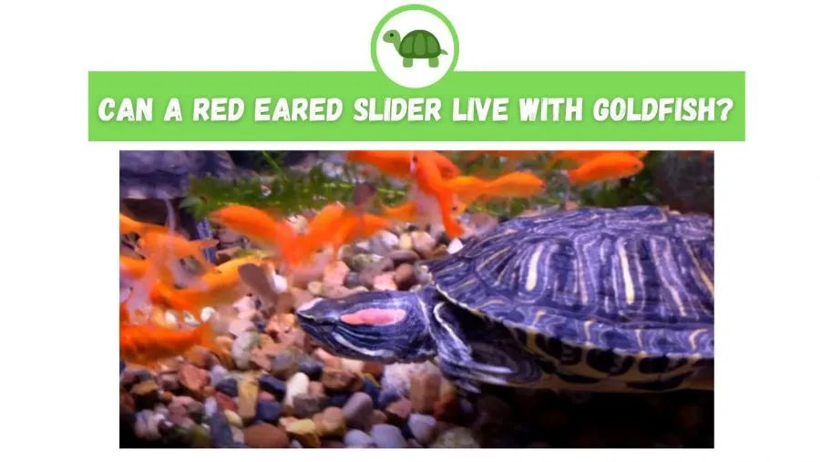 Can a Red Eared Slider Live with Goldfish