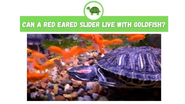 Can a Red Eared Slider Live with Goldfish