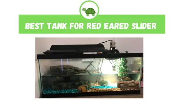 best tank for red eared slider