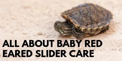 You Need to Know This About Baby Red Eared Slider Care link picture