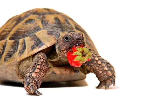 what do turtles eat featured