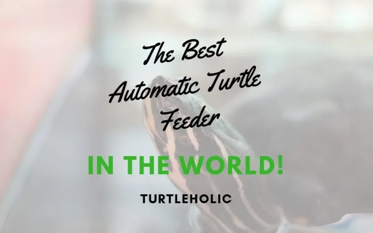 The Best Automatic Turtle Feeder in the World main picture
