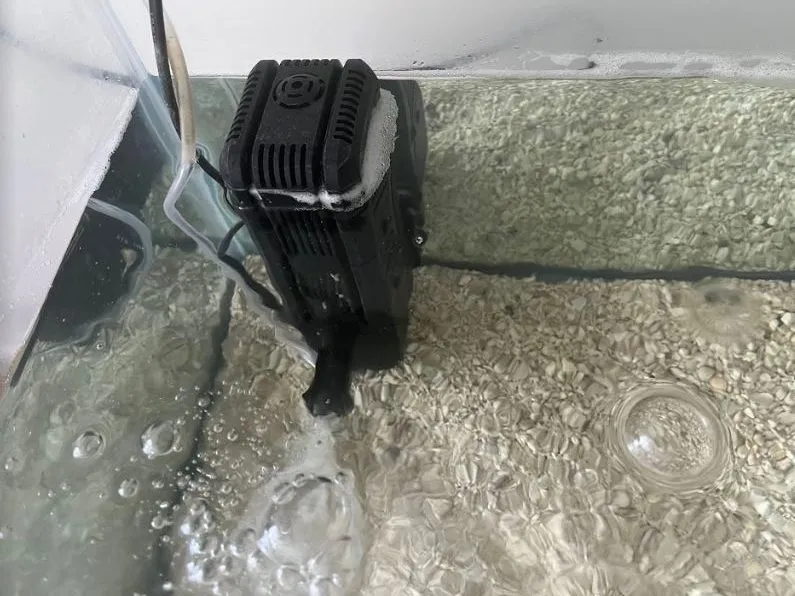 bubbles and foam in turtle tank