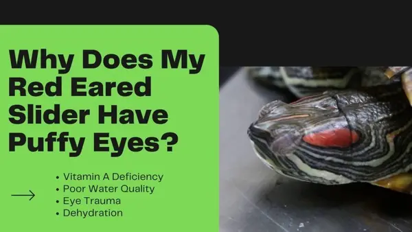 Why Does My Red Eared Slider have Puffy Eyes