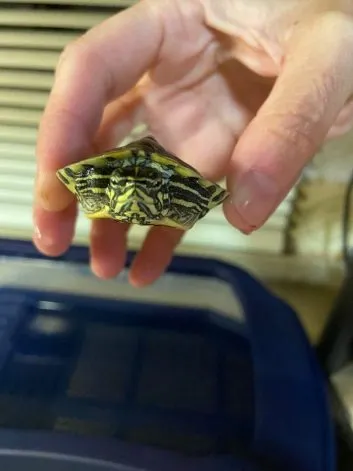 yellow-bellied-slider