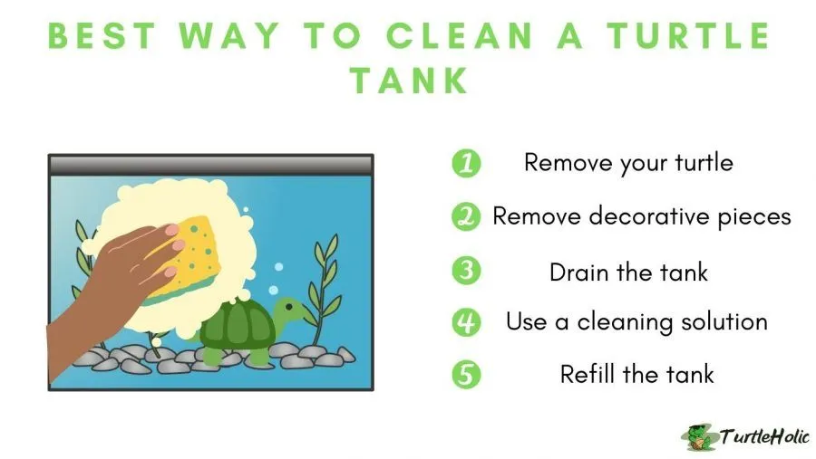 best way to clean a turtle