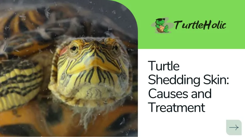 turtle shedding skin