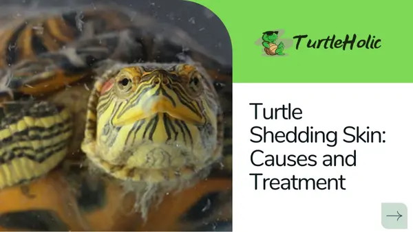 turtle shedding skin