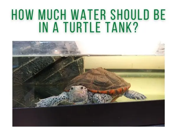 How Much Water Should Be In A Turtle Tank