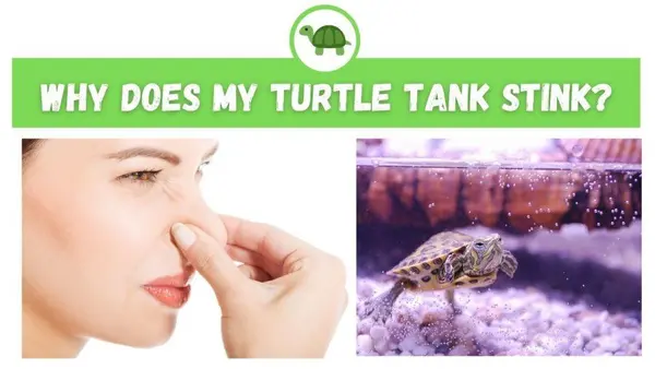 Why Does My Turtle Tank Stink