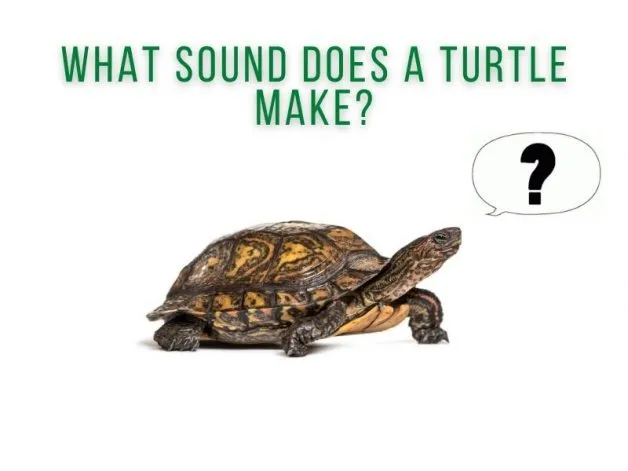 what sound does a turtle make