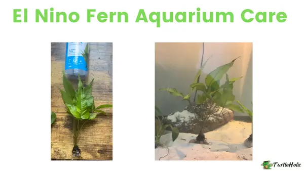 el nino fern aquarium