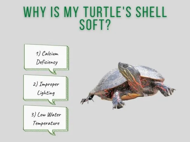 Why Is My Turtle's Shell Soft?