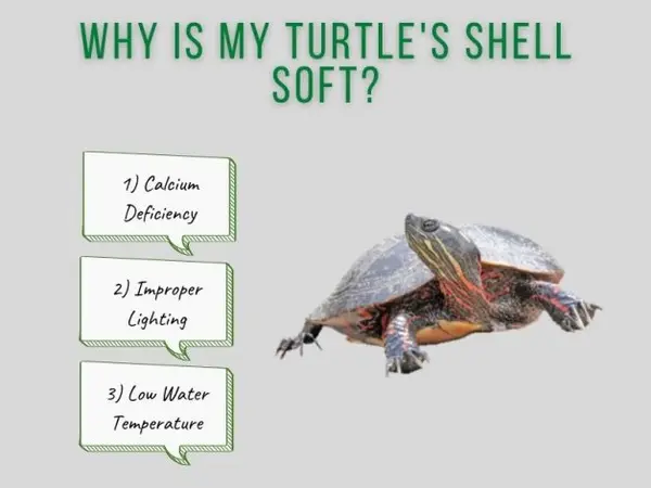 Why Is My Turtle's Shell Soft?