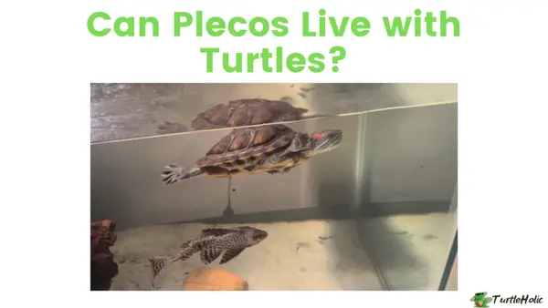 Can Plecos Live with Turtles