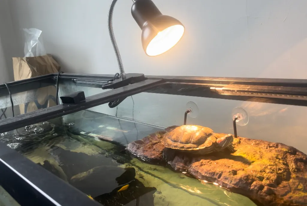 turtle basking too much