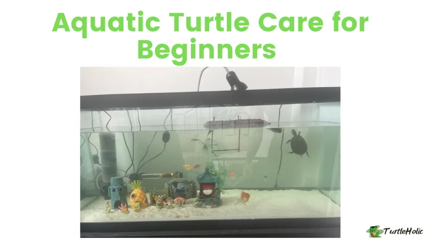 Aquatic Turtle Care