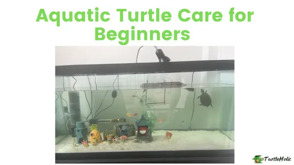 Aquatic Turtle Care