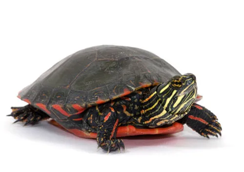 A painted turtle