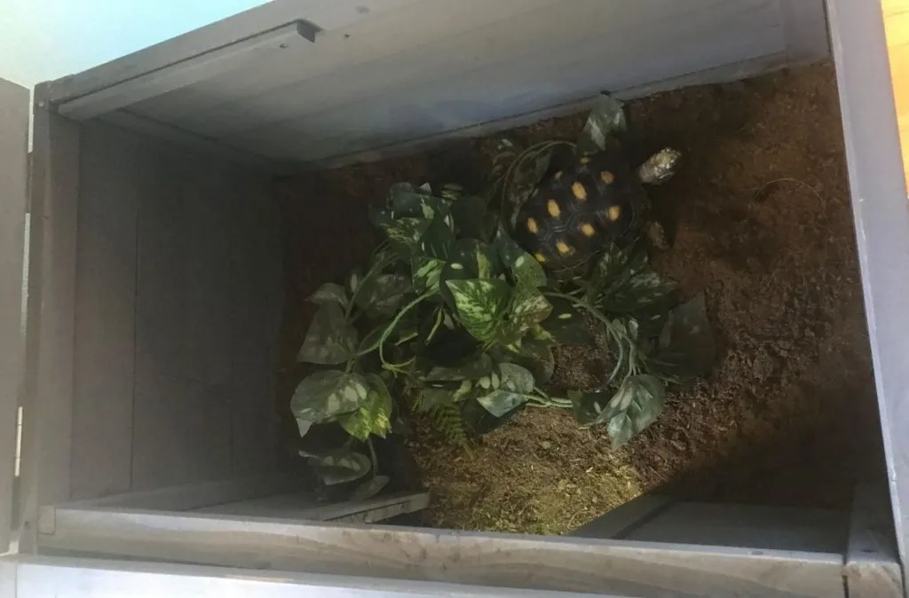red footed tortoise enclosure room