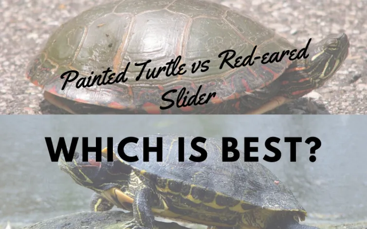 Painted Turtle vs Red-eared Slider main picture