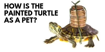 Just How is the Amazing Painted Turtle as a Pet link picture