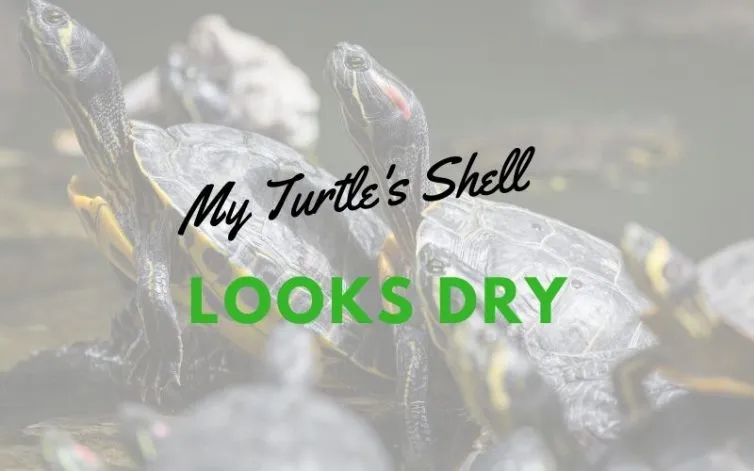 My Turtle's Shell Looks Dry - What You Need To Know