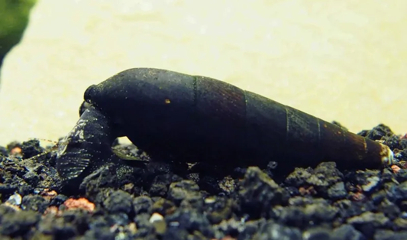 black devil snail for turtle tank
