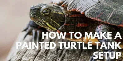 How to Make the Ideal Painted Turtle Tank Setup link picture