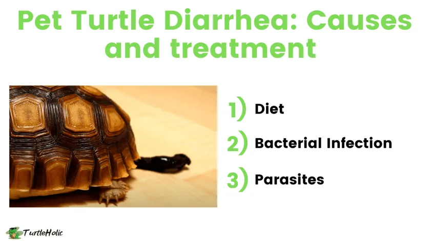 Pet Turtle Diarrhea