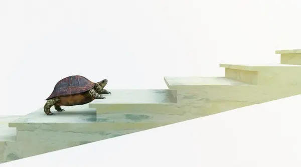 pet turtle requirements featured