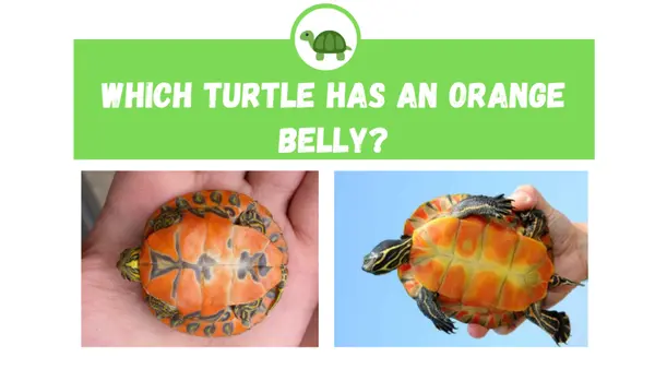 turtle with orange belly