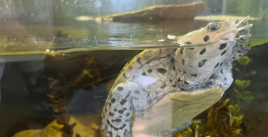 turtle begging for food